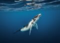 Costa Rica’s Golfo Dulce Named Whale Heritage Site