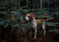 Poisoned Bait for Dogs: A Growing Danger in German Cities
