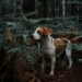 Poisoned Bait for Dogs: A Growing Danger in German Cities
